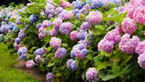 Jak porazit krysy s lidovými prostředky: používáme různé metody z minulých generací